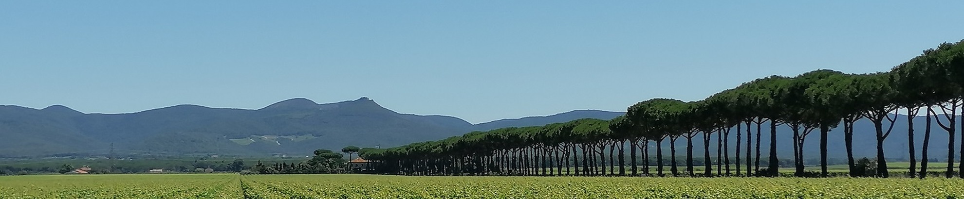 Bolgheri wine and bike tour