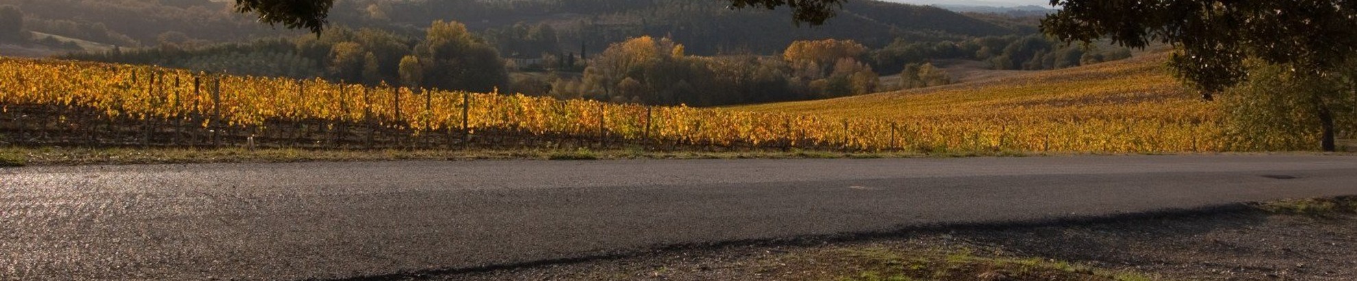 Chianti Classico bike tour